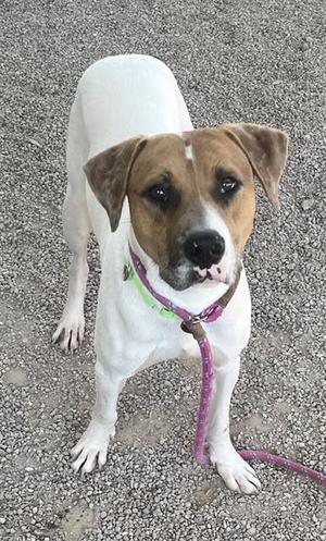 A medium-sized dog with a white body and tan face, wearing a leash, standing on gravel.