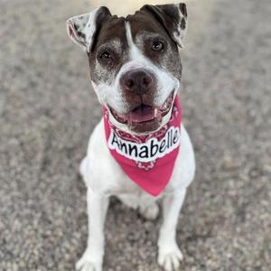 A brown and white dog wearing a pink bandana with the name "Annabelle" written on it.