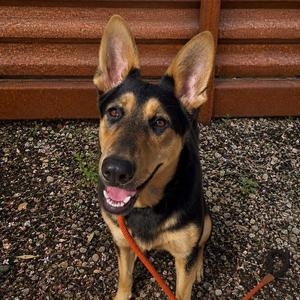 ALEXANDER*, German Shepherd Dog, young, available for adoption