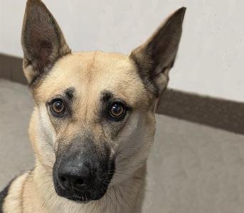 APPLE*, German Shepherd Dog, young, available for adoption