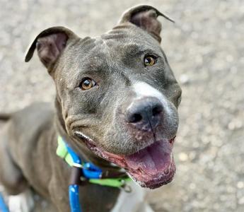 ANASTASIA*, Pit Bull Terrier, adult, available for adoption