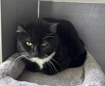 Lillian, adult, available for adoption