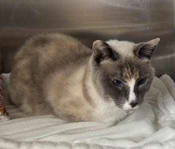 A cat with a white and gray coat, lying on a white blanket.