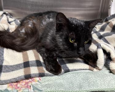 Typhoon, young, available for adoption