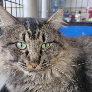 A close-up of a tabby cat with green eyes and long fur, looking directly at the camera.
