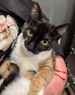 Frida Katlo, young, available for adoption
