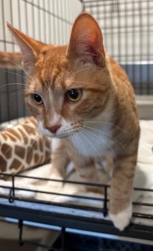 Elvis Purrsley, young, available for adoption