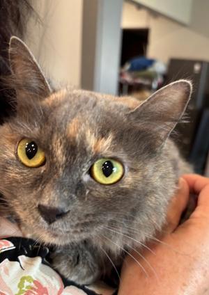 Eve, adult, available for adoption