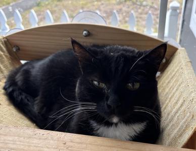 Jillian, adult, available for adoption