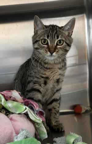 Roberta, young, available for adoption
