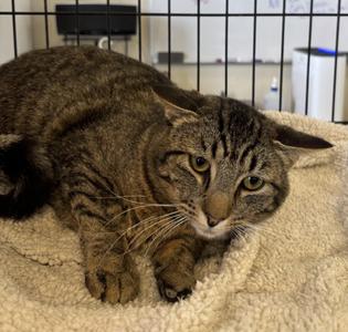 Radar, young, available for adoption