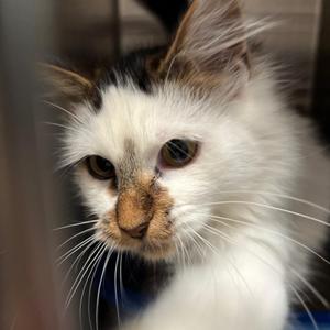 Meowly Cyrus, young, available for adoption