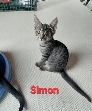 Simon, available for adoption