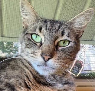 A close-up of a tabby cat with green eyes looking directly at the camera.