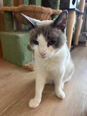 BENJI, adult, available for adoption