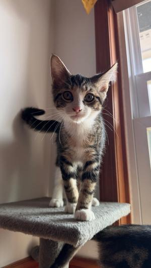 Louise, kitten, available for adoption