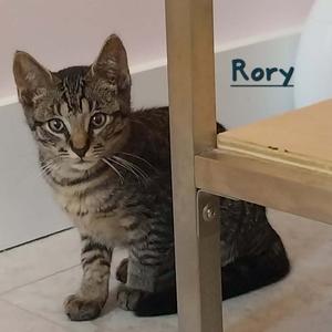 Rory, available for adoption