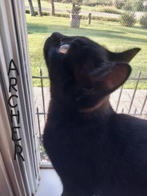 Archer, available for adoption