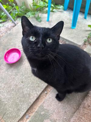 Onyx       26-147, adult, available for adoption