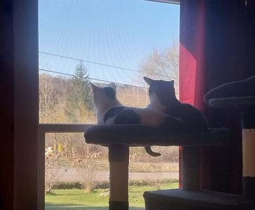 Nickie/Cahill, available for adoption