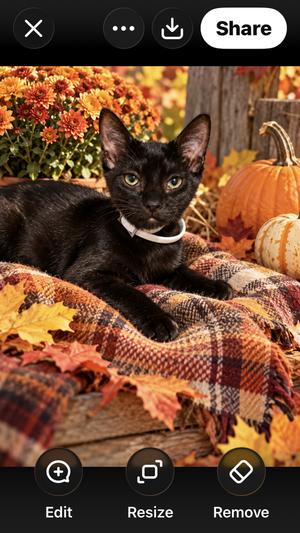 France's, kitten, available for adoption