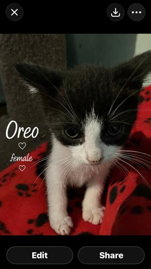Oreo, available for adoption