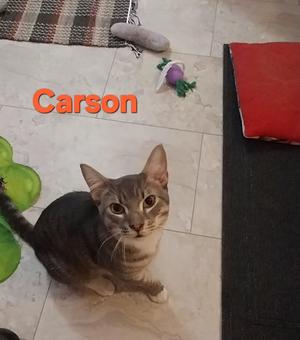 Carson, available for adoption