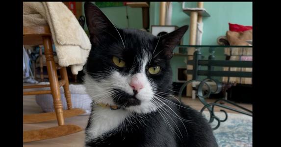 Fisher, adult, available for adoption