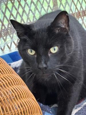 ZIGGY, adult, available for adoption