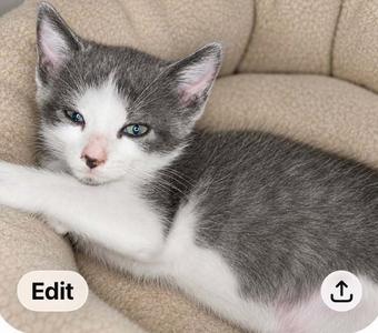 A gray and white kitten with blue eyes is lying on a beige cushion. The kitten has a white chest and paws, and its ears are perked up. The image also shows an "Edit" button and a download icon.