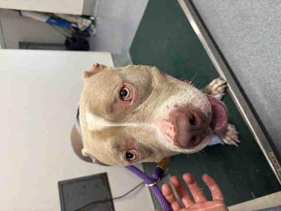 BILLY, Pit Bull Terrier, young, available for adoption