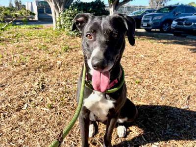 OLIVE, Hound, adult, available for adoption