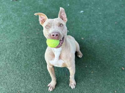 BLUE, Pit Bull Terrier, adult, available for adoption