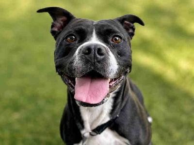 CORA, Pit Bull Terrier, adult, available for adoption