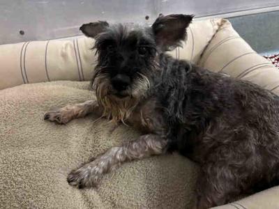 MARJORIE, Miniature Schnauzer, senior, available for adoption