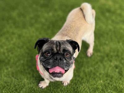 MOCHI, Pug, adult, available for adoption