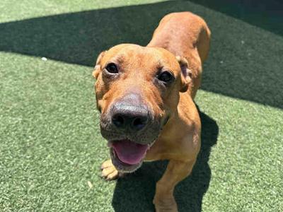 SLINKY, Pit Bull Terrier / Basset Hound, adult, available for adoption