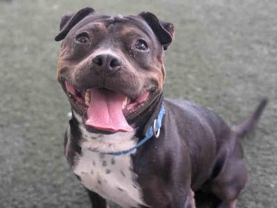 A happy brown and white dog with a blue collar, panting and looking up.