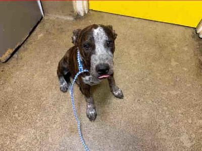 TUCKER, Pit Bull Terrier / Australian Shepherd, puppy, available for adoption