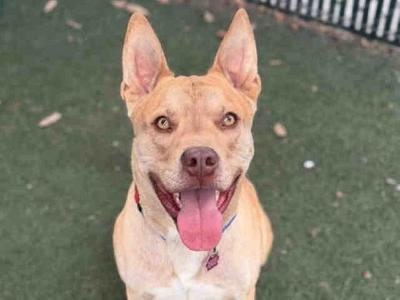 BRUNO, Pit Bull Terrier, adult, available for adoption