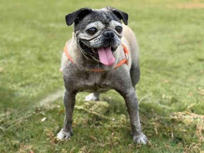 MOLLY, Pug, senior, available for adoption