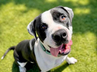 DARY, Pit Bull Terrier, adult, available for adoption