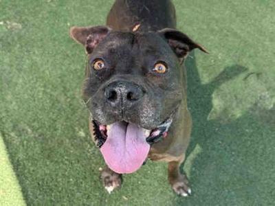 MIA, Pit Bull Terrier, adult, available for adoption