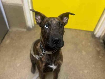 KILO, Pit Bull Terrier, young, available for adoption