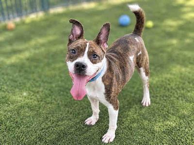 A brown and white dog with a blue collar standing on green grass, with its tongue out and a blue ball in the background.