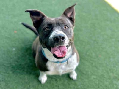 SANDY, Pit Bull Terrier, adult, available for adoption