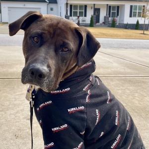Finlay, Hound, Plott, adult, available for adoption