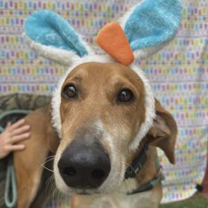 A brown dog wearing blue and white bunny ears with an orange carrot on top, looking at the camera.