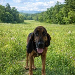 Mabel, Hound, Bloodhound, adult, available for adoption
