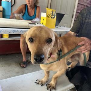 Odin, Dachshund, Standard Smooth Haired, adult, available for adoption